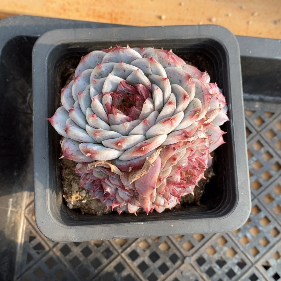 精品多肉一物一拍129