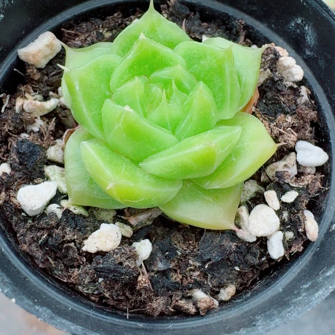 多肉杂交一物一拍10-152