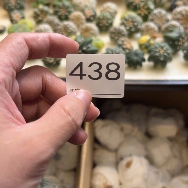 箜***箜兜星球仙人球438号