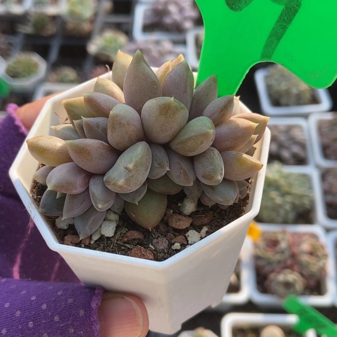 609象牙多肉植物多肉