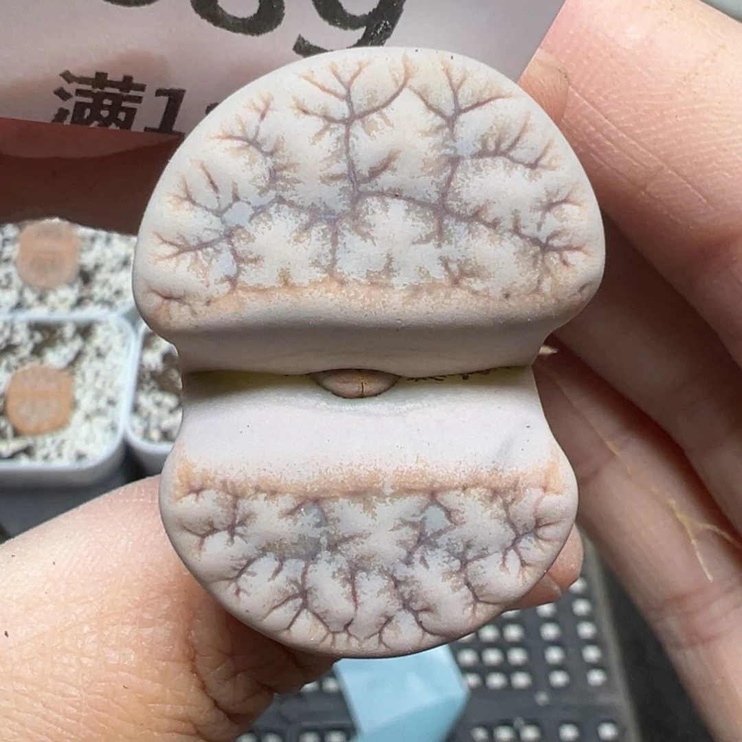 【闪购商品】689……