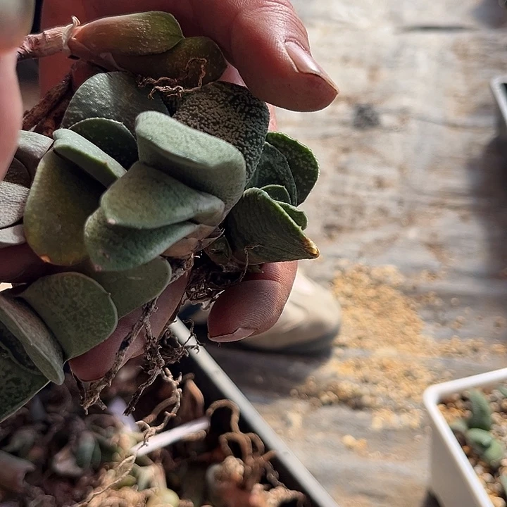 汤*脱土发货11111111111111