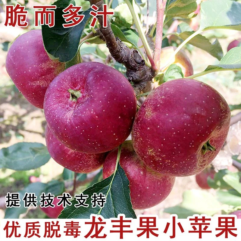 耐寒果树东北龙丰果小苹果苗脆甜大秋果沙果苹果树苗盆栽当年结果