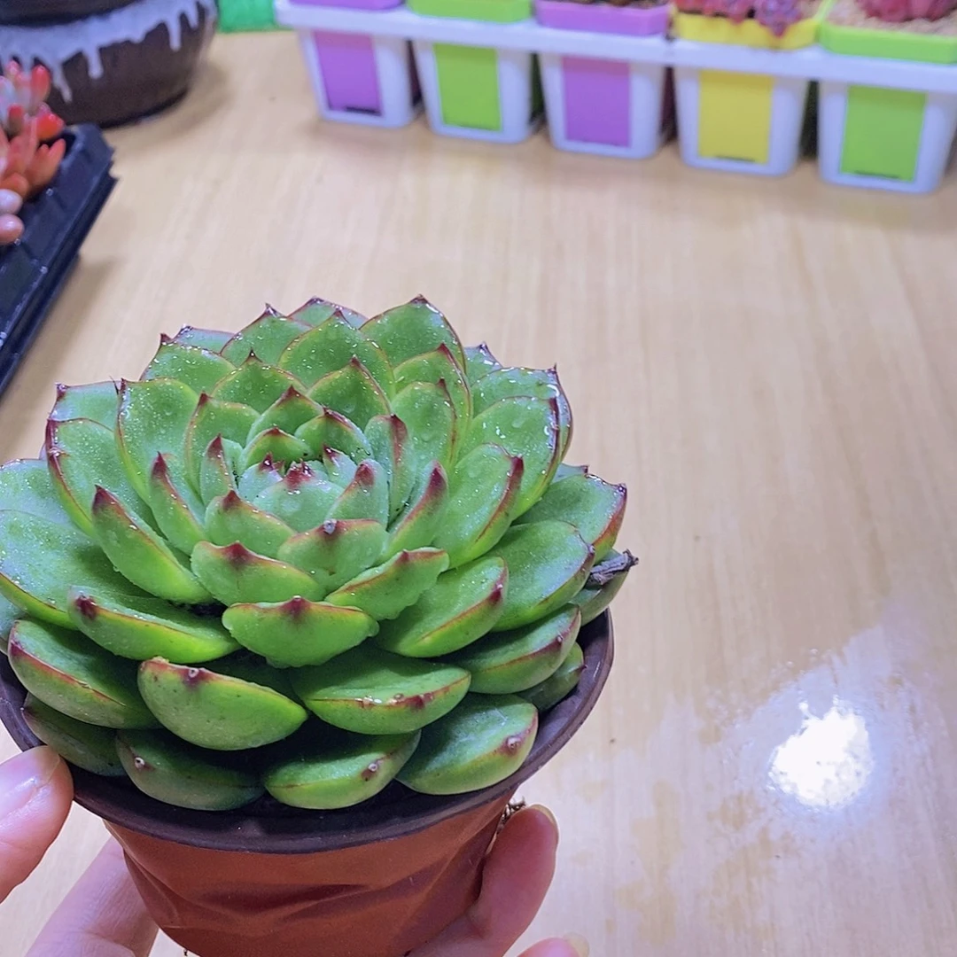 无花朵多肉植物月亮石90