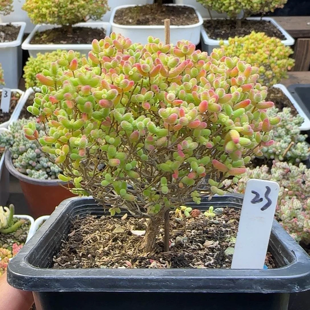 蜜橘糖球一物一拍