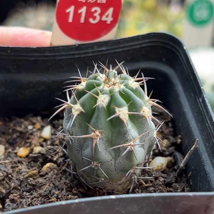 实生上蜡阿寒玉2.6cm