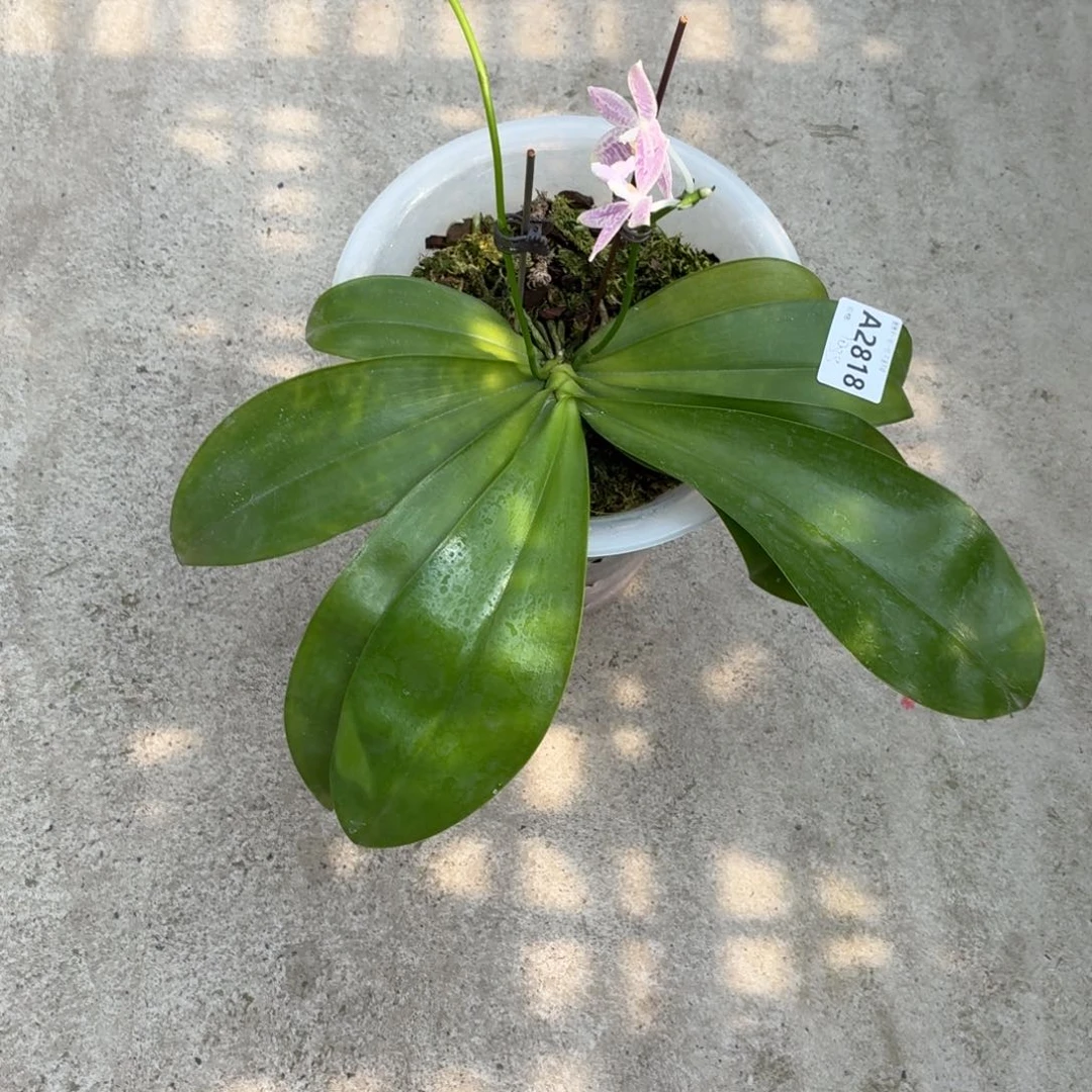 当前无花朵，栽培后可花朵A2818海底世界超大颗八寸