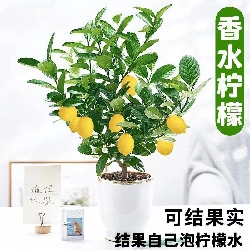 四季无籽香水柠檬树苗可食用柠檬南北方阳台种植当年结果水果苗子