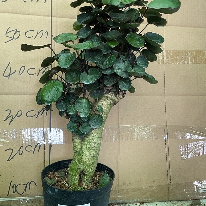 完全开放4458899999