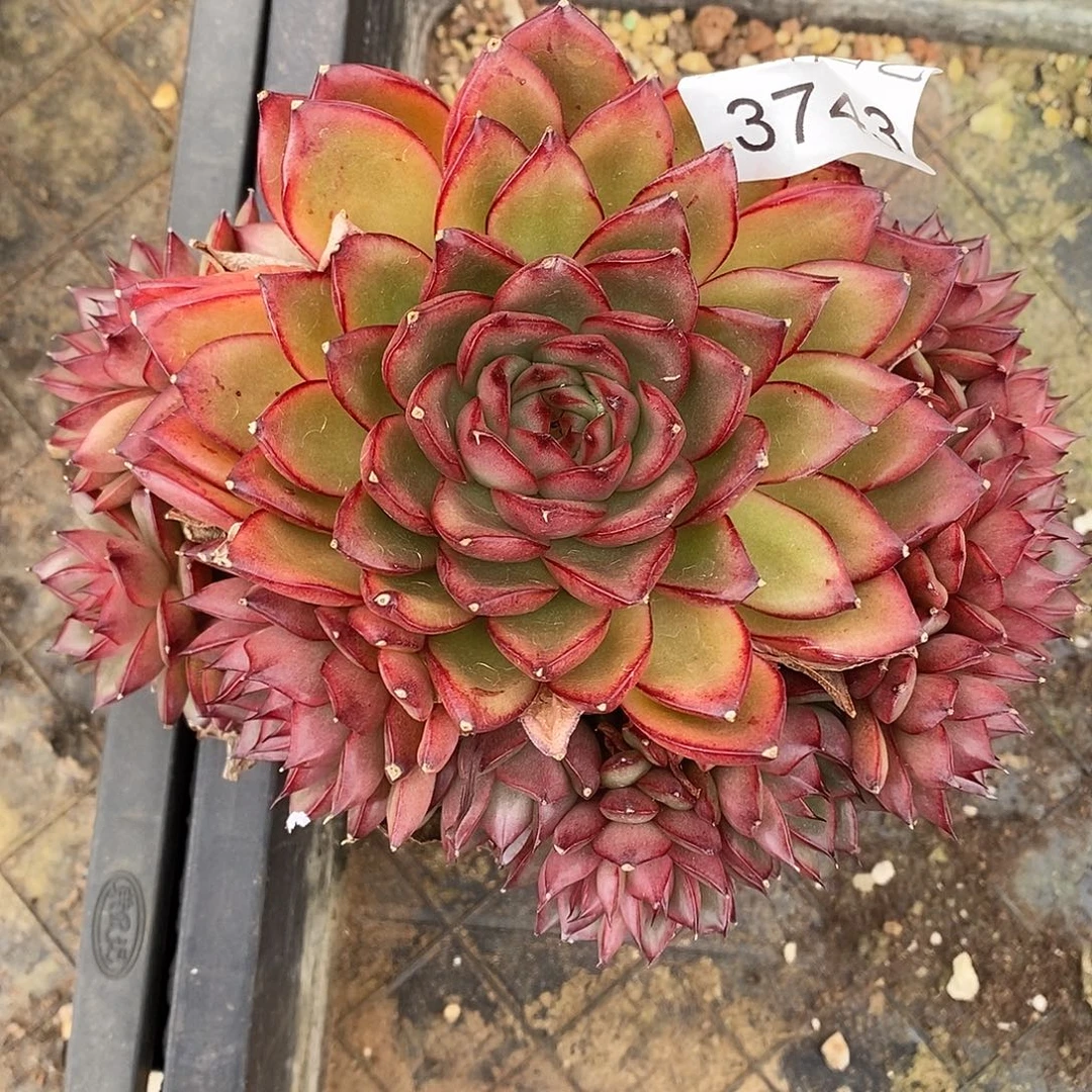 哈****3743杂交老桩基地～12厘米