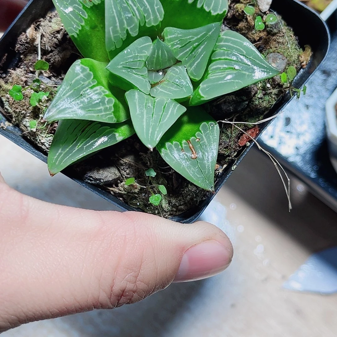 特价处理寿系列的