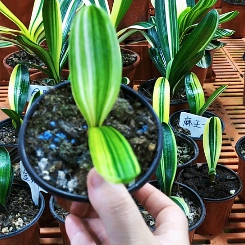 【闪购商品】顺**水