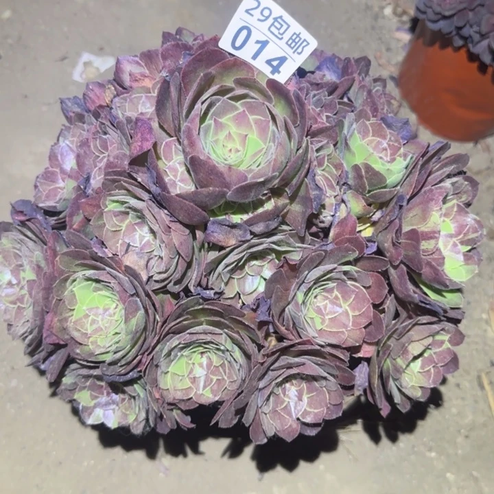 花月夜……不包断枝，