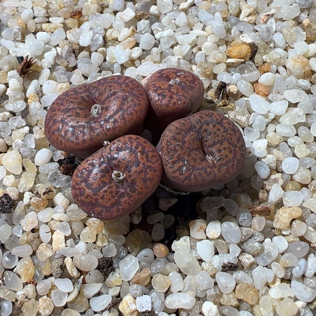 1119-507多肉多肉猴脸勋章