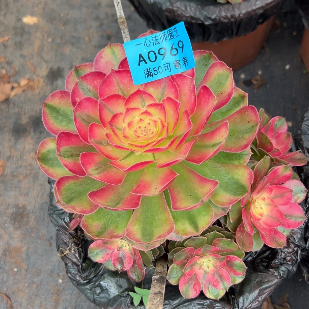 0969多肉植物荔枝