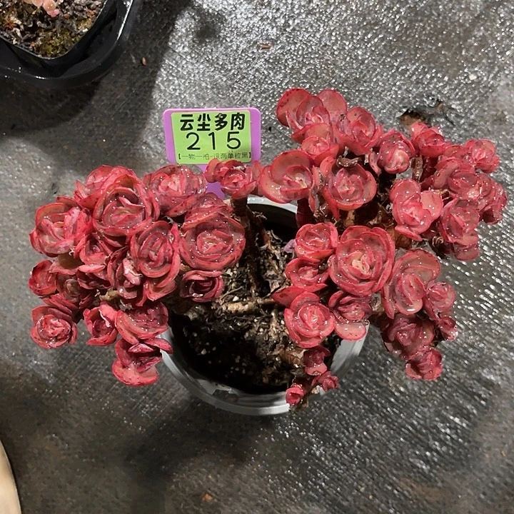 梦***现云尘多肉一物一拍 215,