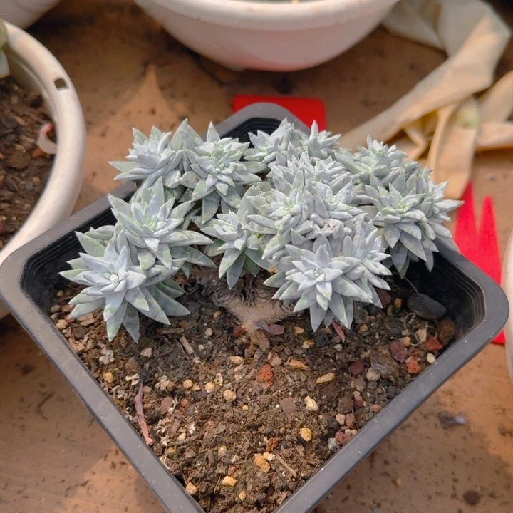 多肉一物一拍白菊