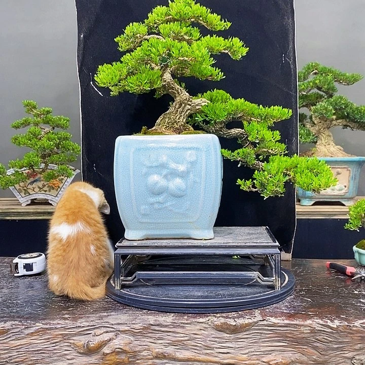 无花朵黄杨盆景四季常青