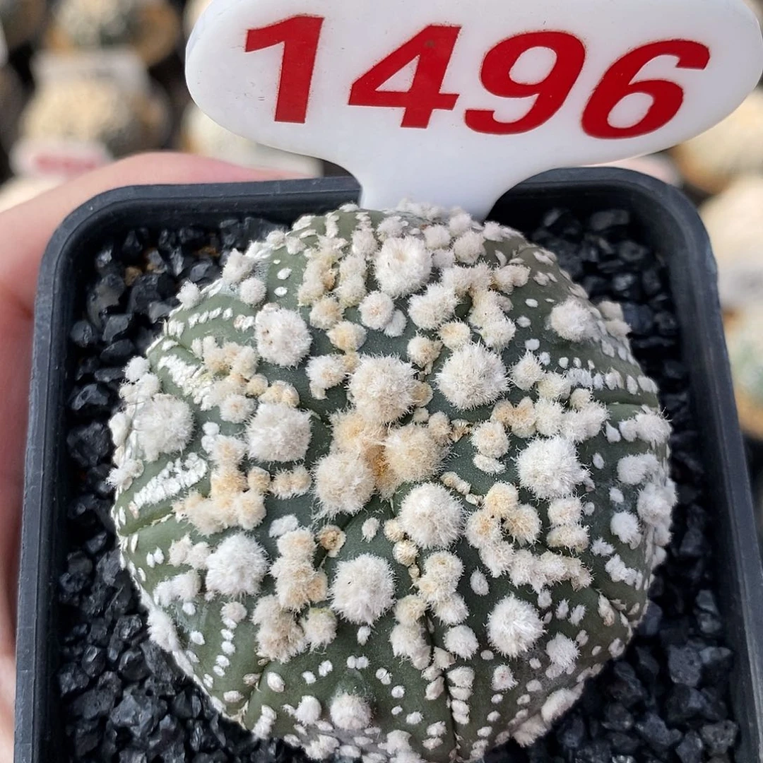 1496花园兜系列产品