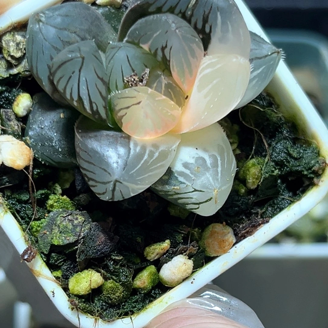 恭喜发财大吉大利4627