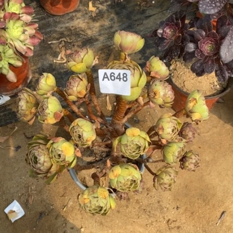 万圣节拉丝一物一拍