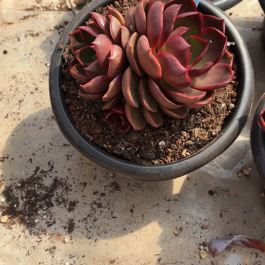 陈三岁姐的红灯好看好看