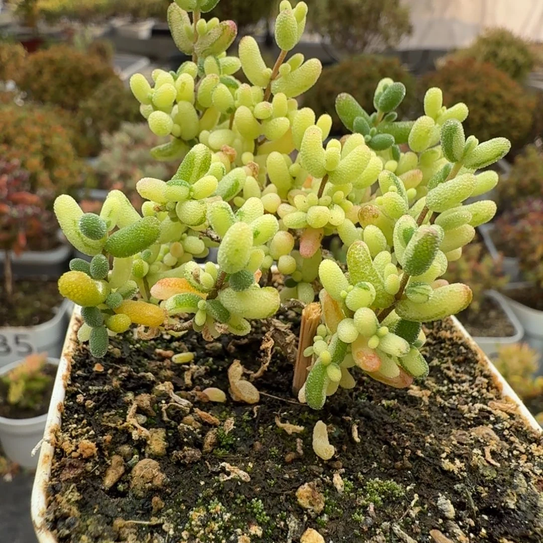 211米粒花花拉丝锦