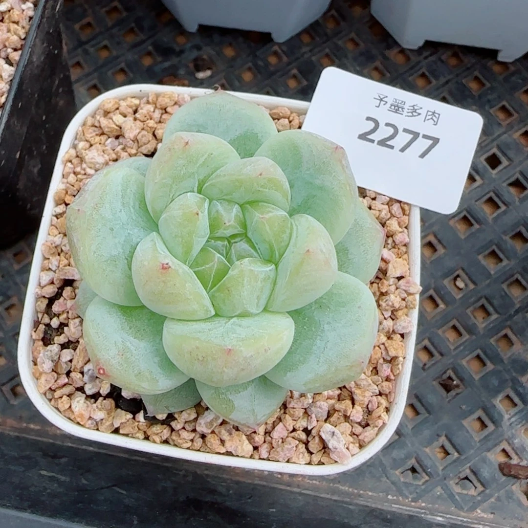 白泽，2577多肉植物