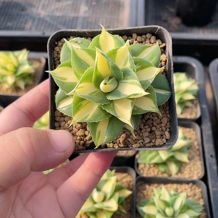 715黄中斑龙舌兰，