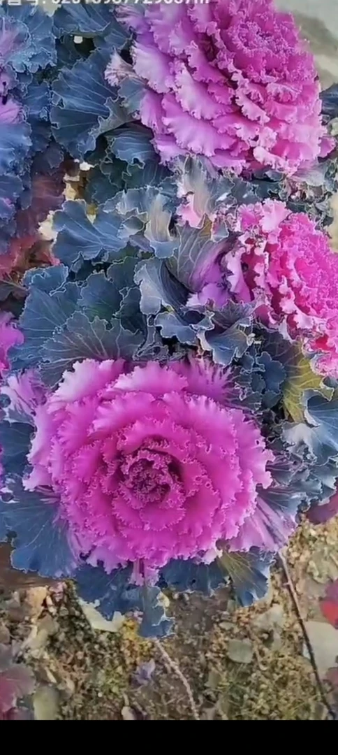 紫褶裙30粒（会有变异）