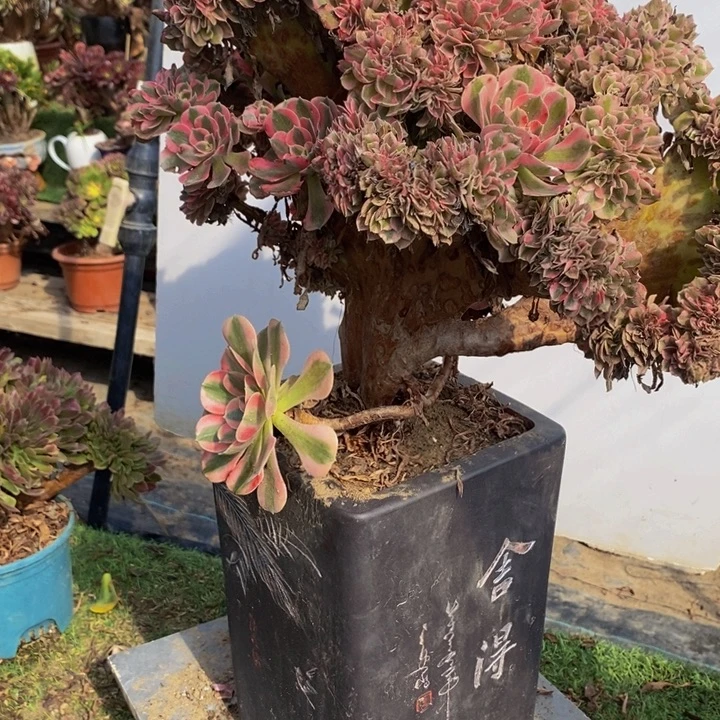 天***角完全开放138号粉女巫缀化1颗多肉