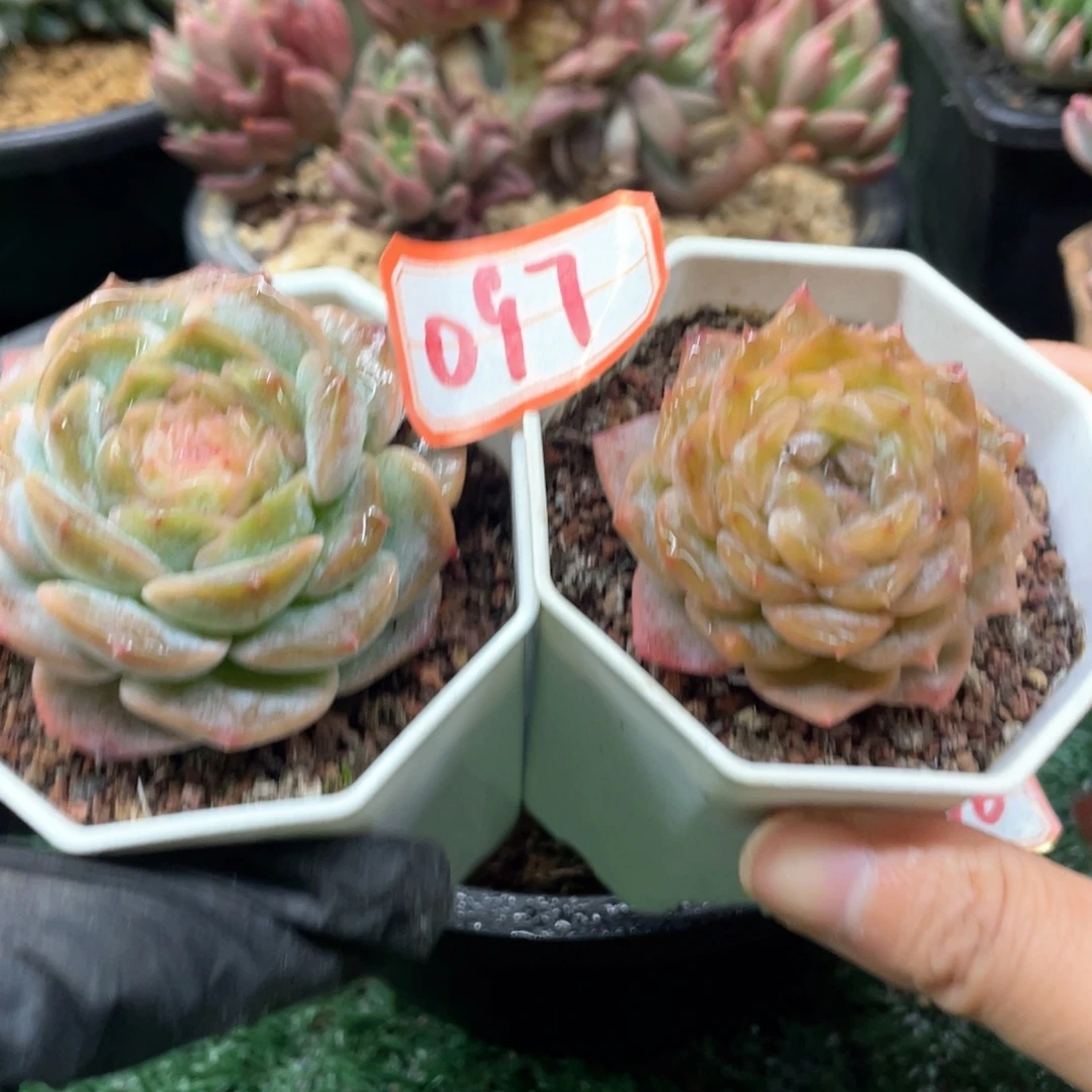 097一物一拍一拍一拍