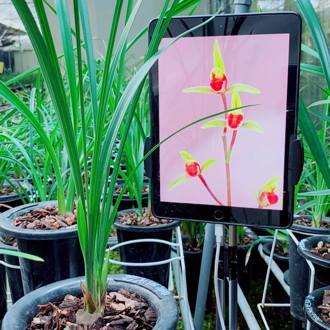 当前无花栽培后可以开花