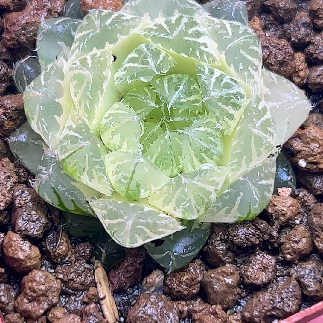 糊斑翠云锦十二卷多肉