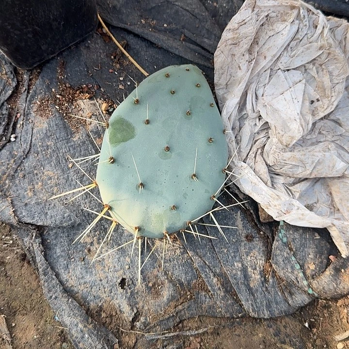 ****%蓝雪仙人掌一片发货