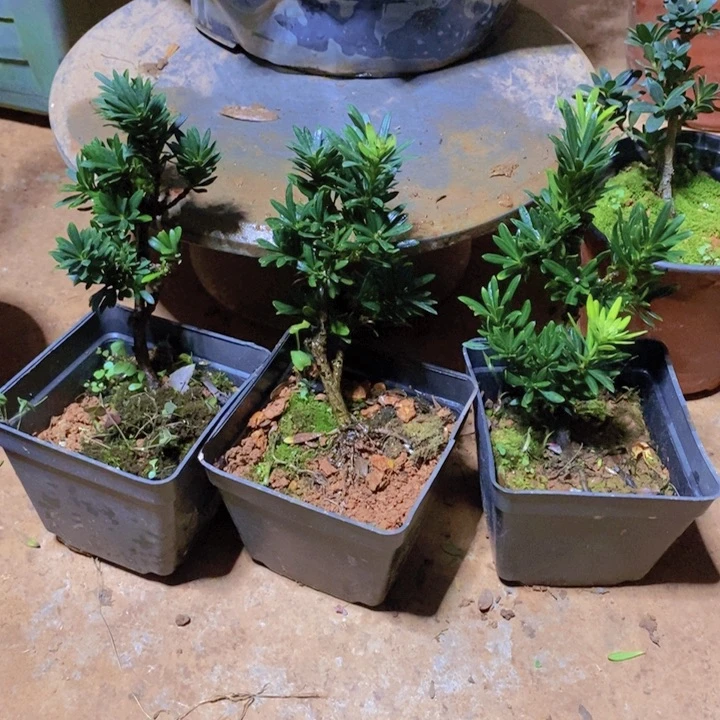 @***哥无花朵罗汉松盆景8888