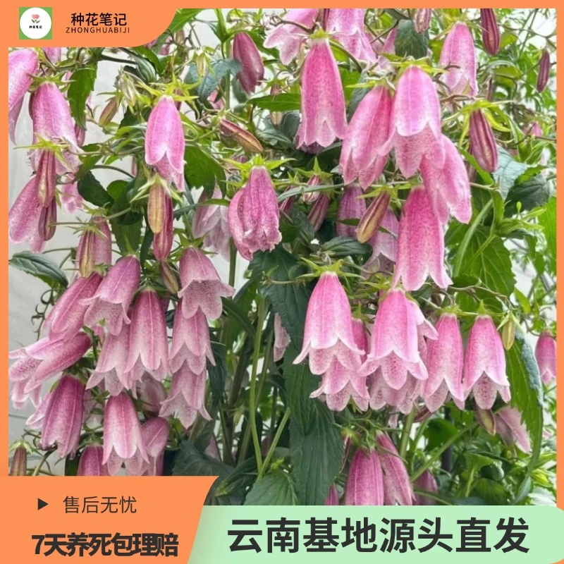 【紫斑风铃花】多年生宿根植物花苞多花期长耐热阳台庭院种植易养