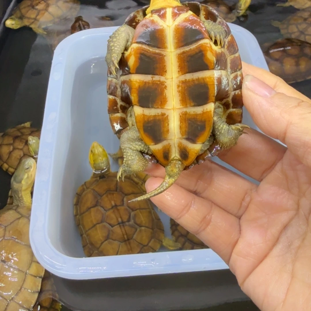 公母搭配宠物龟S****）