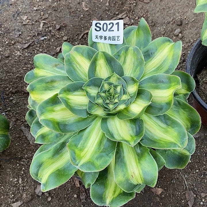 多肉植物暴君021多肉