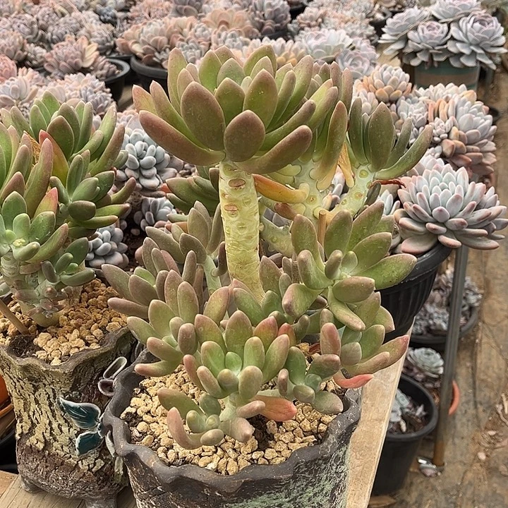 完全开放高桩金蟾手捧