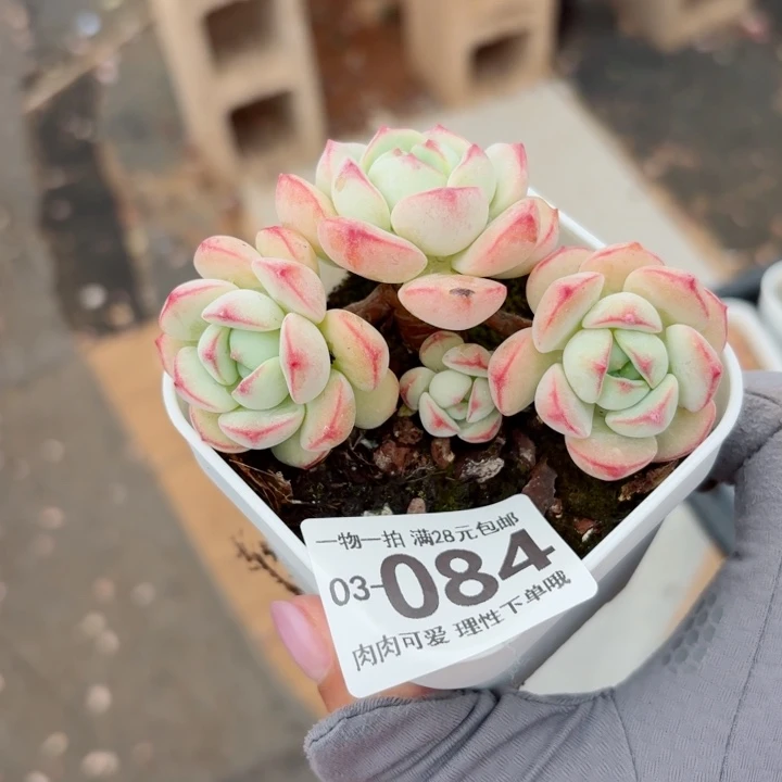 白底香草无盆土发货多肉多