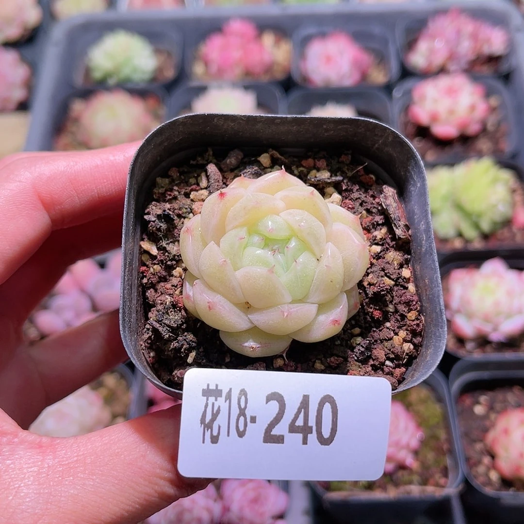 花利美18-240麦秆