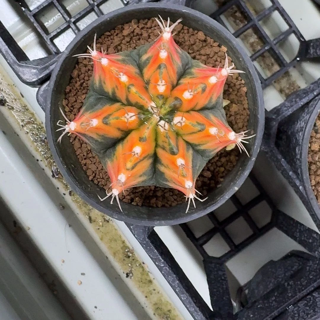 L701-1130广东发货