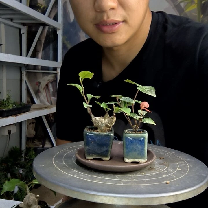 小*中青园艺一物一拍43