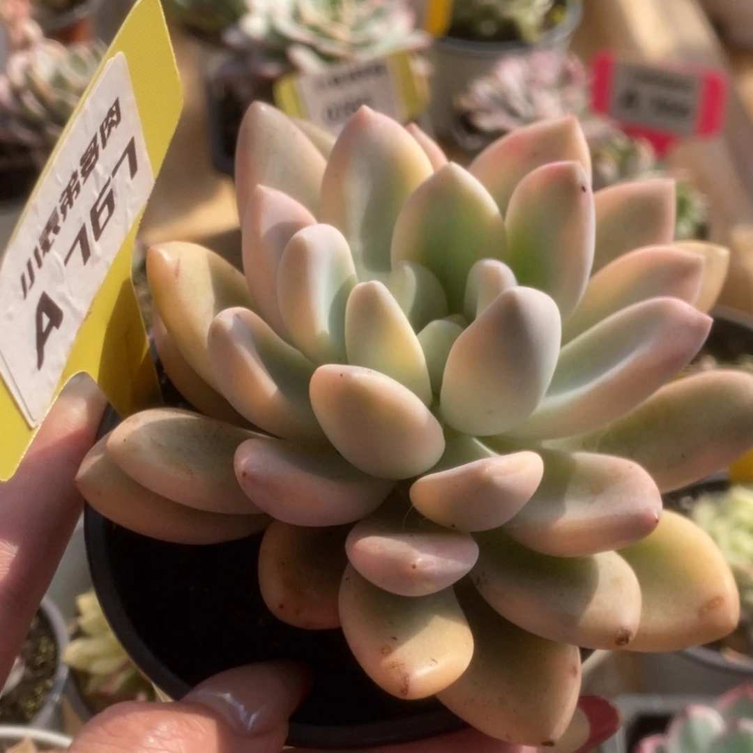 767新奥普锦锦锦锦锦