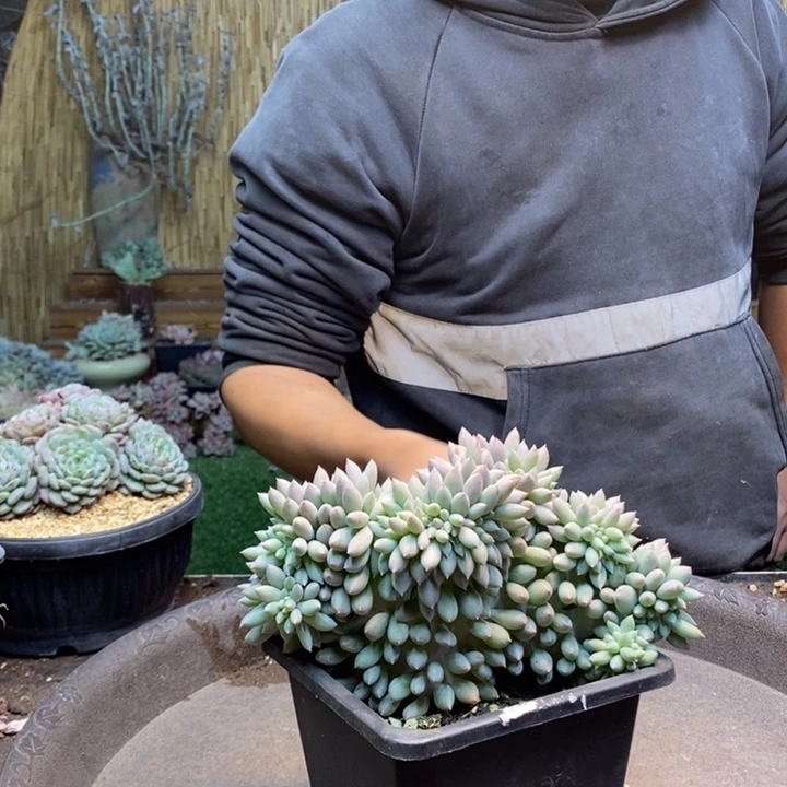 L***a990号所罗门多肉植物