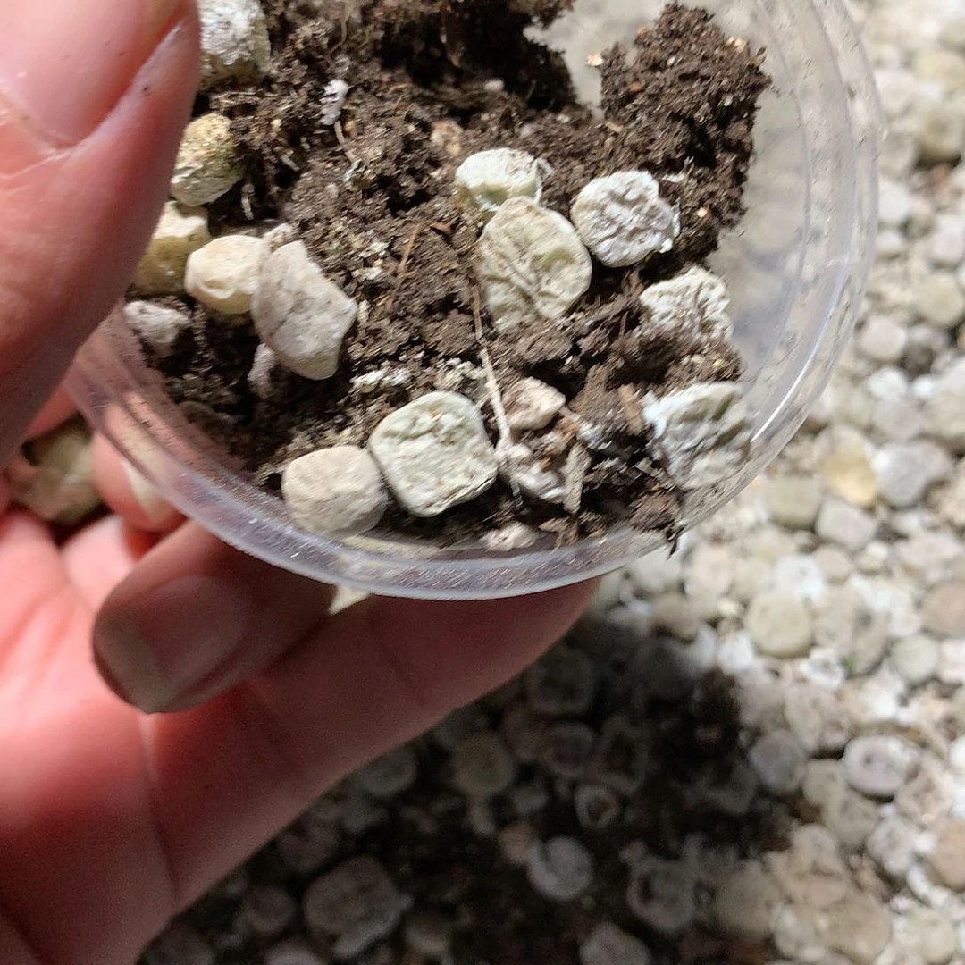 肥*猫H381多肉植物保护