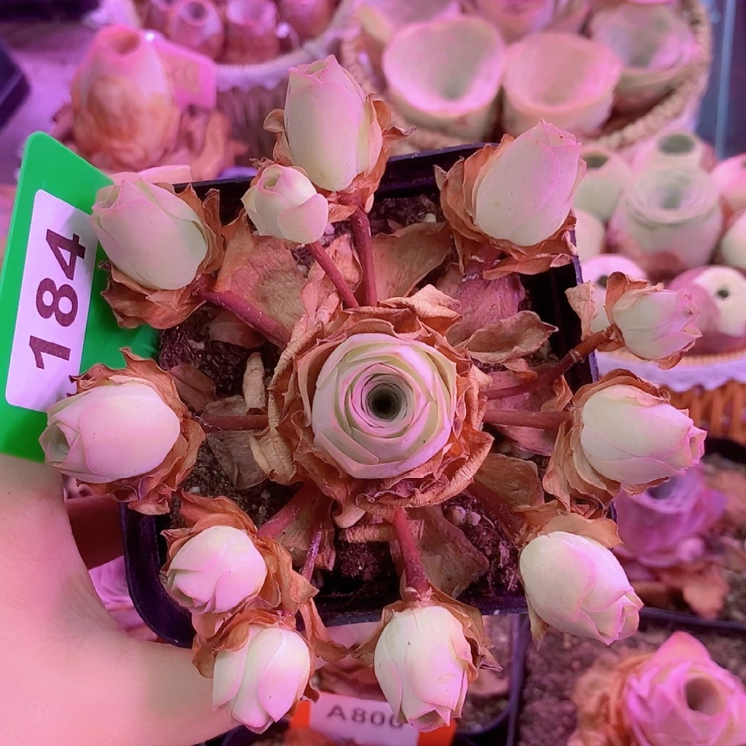 山地玫瑰中秋福利一物一拍184星灵公主飘枝易断介意勿拍