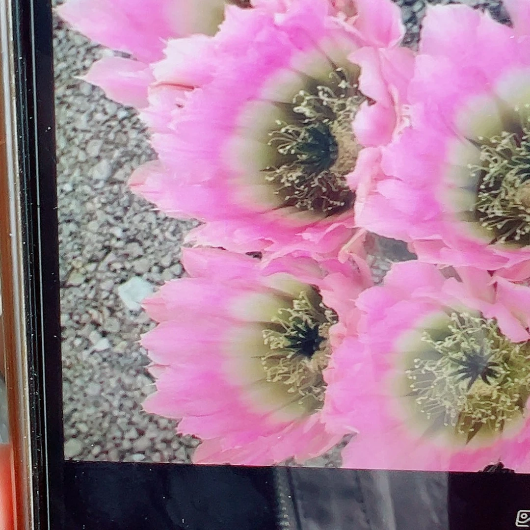 彩虹虾 侧芽 满20包邮