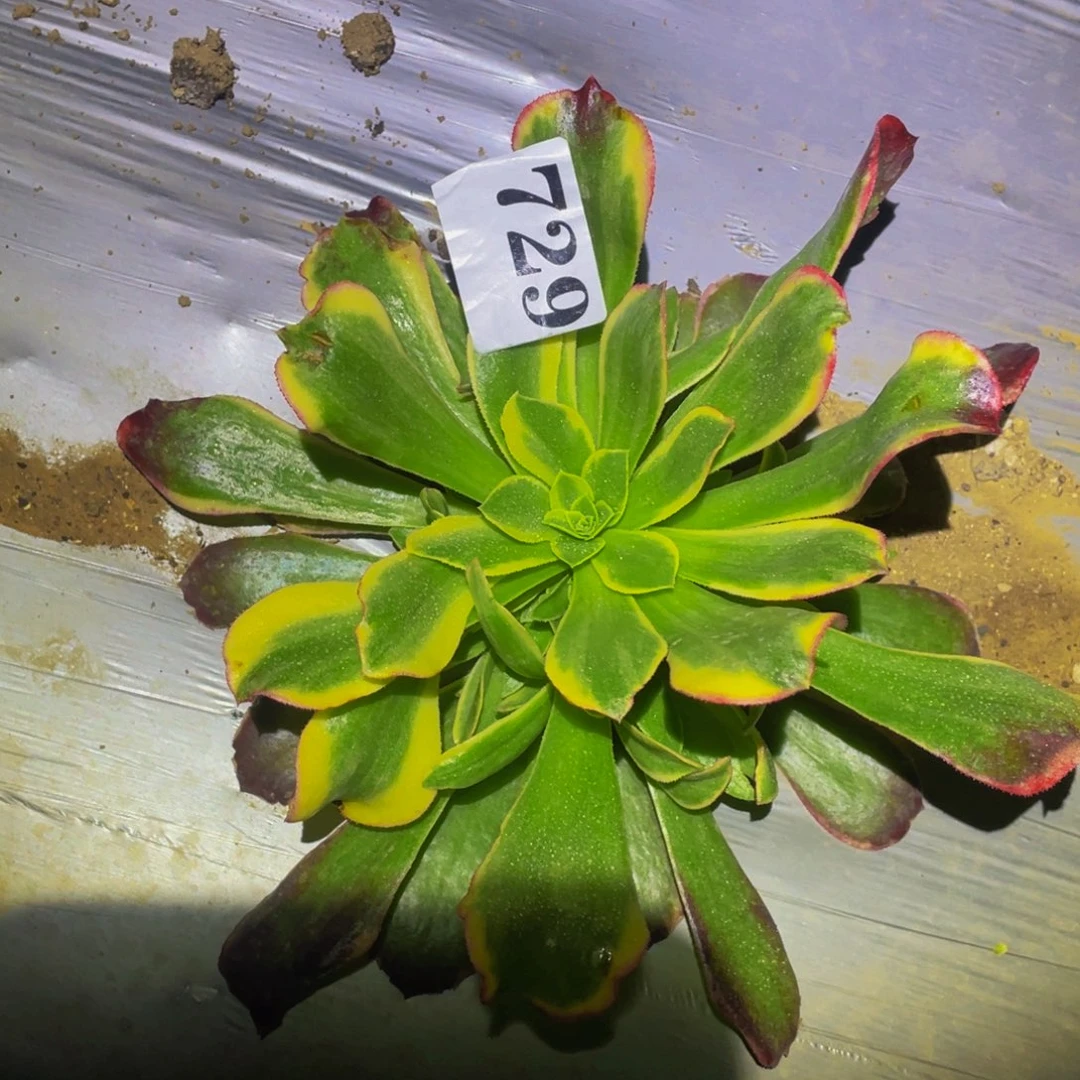 特斯拉多肉植物729
